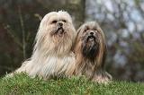 LHASSA APSO 273